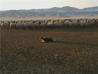 Haugen Sheep, San Luis Valley, Colorado